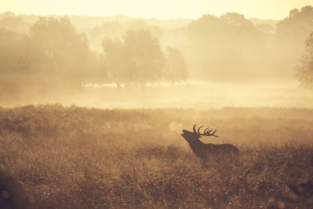 Call by Mark Bridger art print