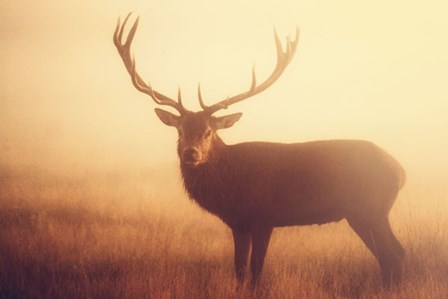 Yellow by Mark Bridger art print