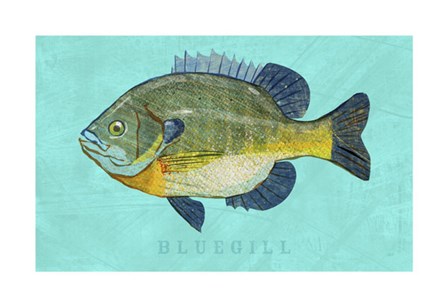 Bluegill by John W. Golden art print
