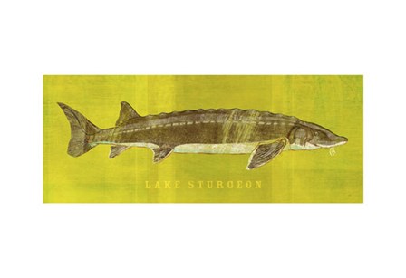 Lake Sturgeon by John W. Golden art print