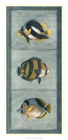 Tropical Fish Trio II by Vision Studio art print