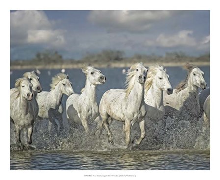White Horses of the Camargue by PHBurchett art print