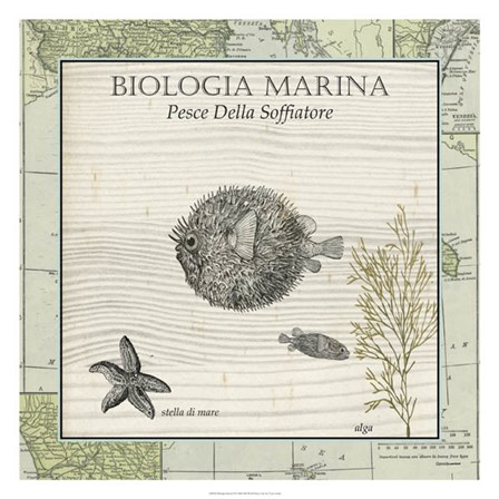 Biologia Marina II by Vision Studio art print