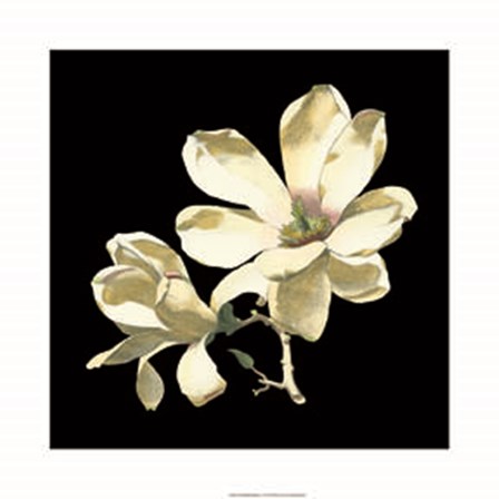 Midnight Magnolias I by Chabal Dussurgey art print