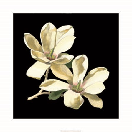 Midnight Magnolias II by Chabal Dussurgey art print