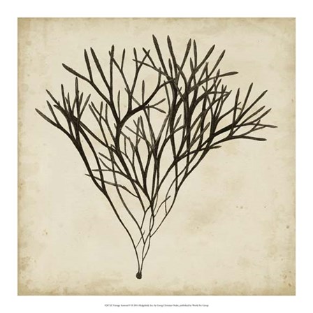 Vintage Seaweed V by Georg C. Oeder art print