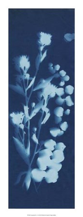 Cyanotype No.14 by Jenna Guthrie art print