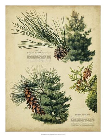 Red Pine &amp; Eastern White Pine art print