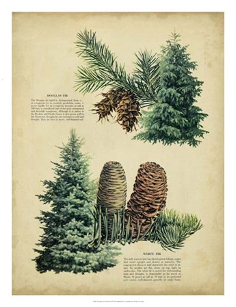 Douglas Fir &amp; White Fir art print