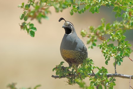 Quail by Jerome Andrews art print