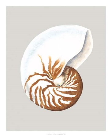Nautilus by Michael Willett art print
