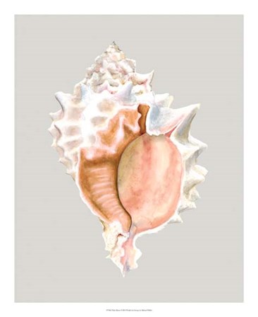 Pink Murex by Michael Willett art print