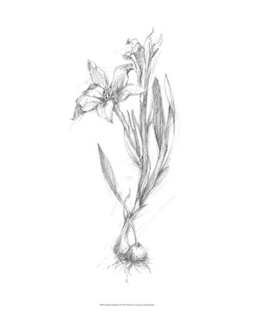 Botanical Sketch I by Ethan Harper art print