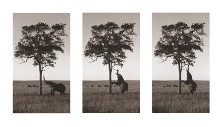 Kichwa Tembo, Masai Mara by Erin Clark art print