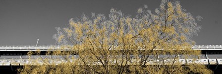 Golden Tree (Color and b/w) by Erin Clark art print