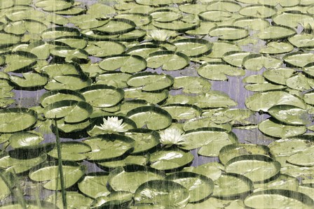 Les Nympheas by Erin Clark art print