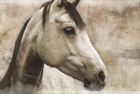 Horse by Erin Clark art print