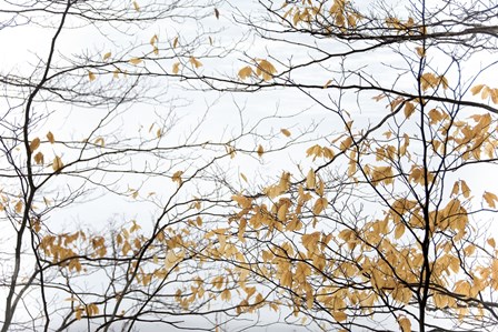 Winter Leaves by Erin Clark art print
