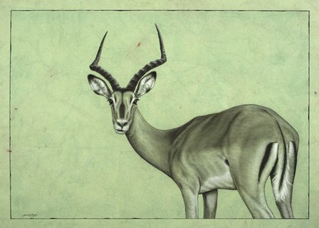Impala by James W. Johnson art print