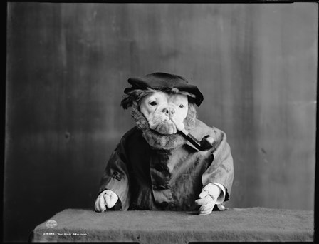An Old Sea Dog, Literally by Print Collection art print