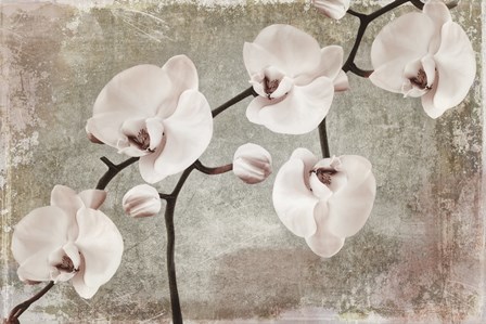 Orchids by Mindy Sommers art print