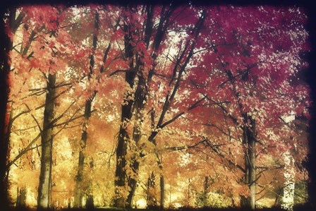 Trees by Mindy Sommers art print