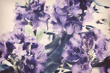 Violet Remembers by Mindy Sommers art print