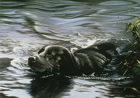 Black Lab Swimming by John Silver art print