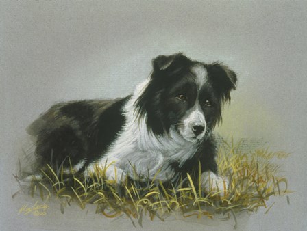 Border Collie 18 by John Silver art print