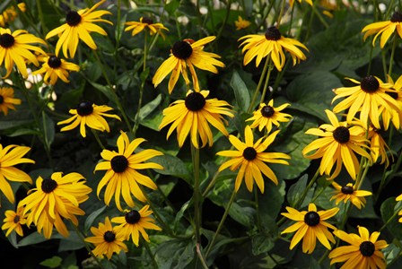 Black-Eyed Susans by Doug Ohman art print