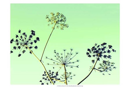 Cow Parsley II by Lillian Bell art print