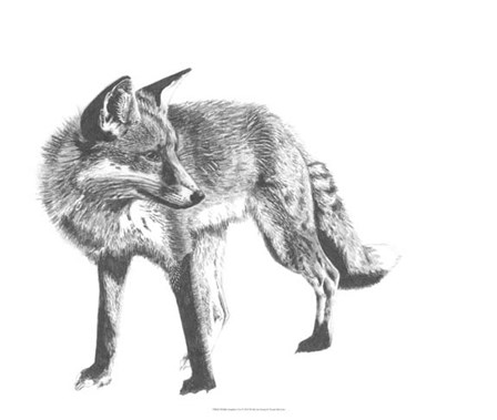 Wildlife Snapshot: Fox by Naomi McCavitt art print