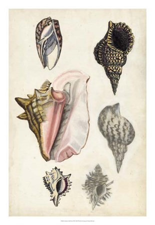 Seashore Field Notes III by Naomi McCavitt art print