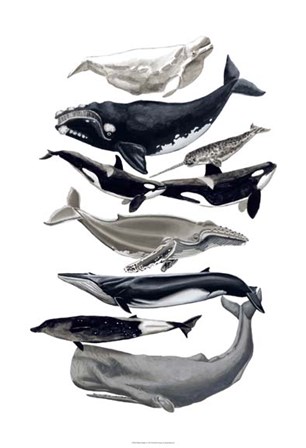 Whale Display I by Naomi McCavitt art print