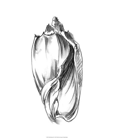 Shell Sketch II by Ethan Harper art print