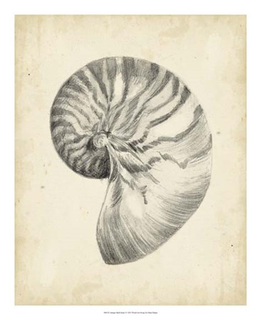 Antique Shell Study I by Ethan Harper art print