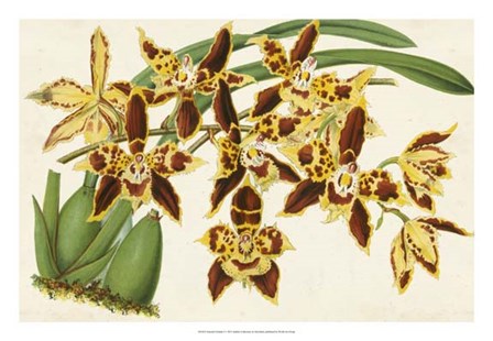 Graceful Orchids I by Stroobant art print