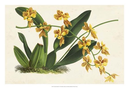 Graceful Orchids III by Stroobant art print
