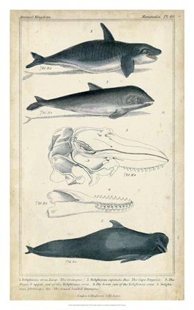 Antique Whale &amp; Dolphin Study I by G. Henderson art print