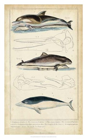 Antique Whale &amp; Dolphin Study II by G. Henderson art print