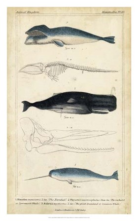 Antique Whale &amp; Dolphin Study III by G. Henderson art print