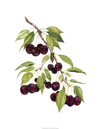 Watercolor Cherries by Michael Willett art print