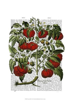 Tomato Plant by Fab Funky art print