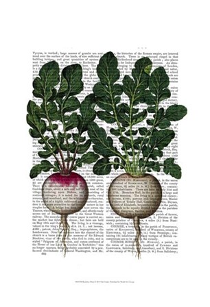 Radishes Print by Fab Funky art print