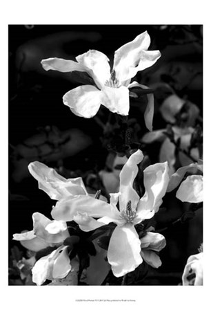 Floral Portrait VI by Jeff Pica art print