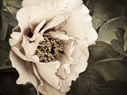 Golden Era Peony I by Rachel Perry art print