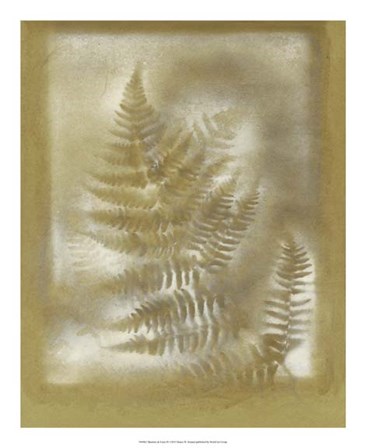 Shadows &amp; Ferns IV by Renee Stramel art print