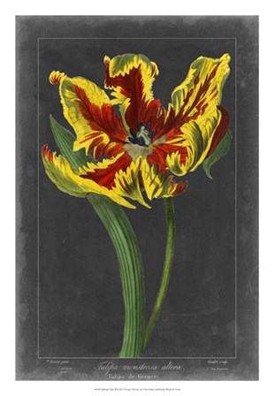 Midnight Tulip III by Vision Studio art print