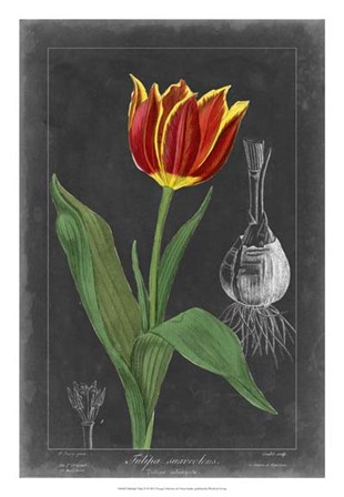 Midnight Tulip IV by Vision Studio art print