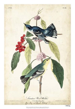 Cerulean Wood Warbler by John James Audubon art print